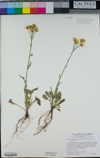 Packera streptanthifolia image