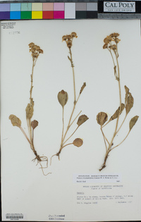 Packera streptanthifolia image