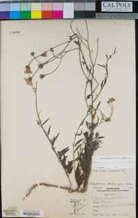 Palafoxia hookeriana var. minor image