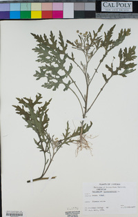 Parthenium hysterophorus image