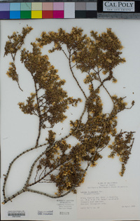 Larrea tridentata image