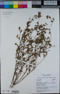 Deinandra paniculata image