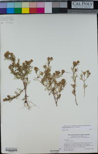 Dyssodia papposa image