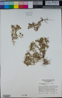 Dyssodia papposa image