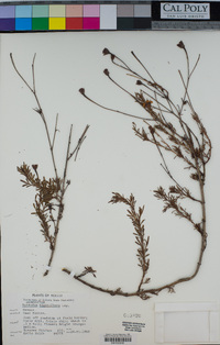 Dyssodia tagetiflora image