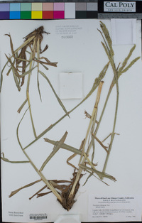 Paspalum dilatatum image