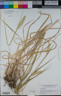 Phalaris aquatica image