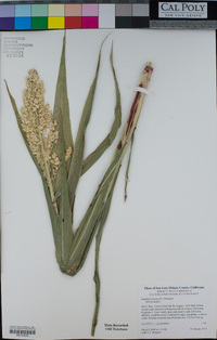 Sorghum bicolor image