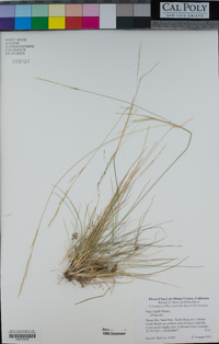 Stipa lepida image