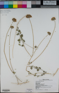 Encelia frutescens image