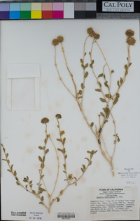 Encelia frutescens image