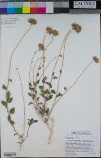 Encelia virginensis image