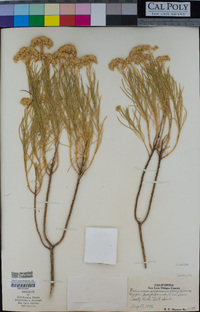 Ericameria arborescens image