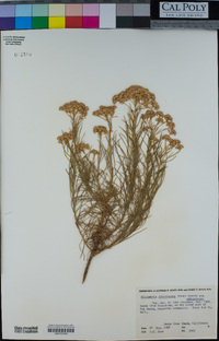 Ericameria arborescens image