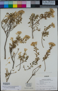 Ericameria cuneata image