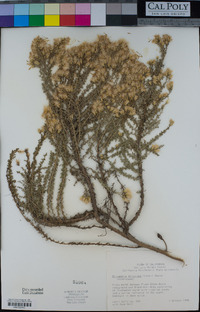 Ericameria ericoides image