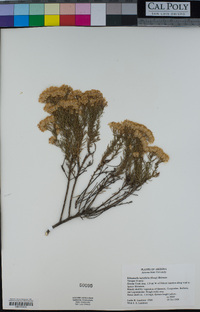 Ericameria laricifolia image