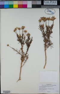 Ericameria linearifolia image