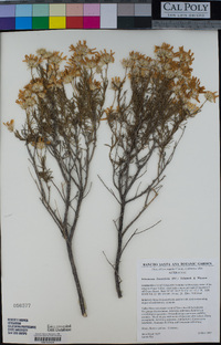 Ericameria linearifolia image