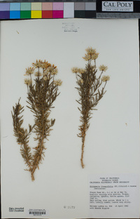 Ericameria linearifolia image