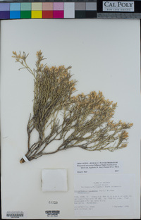 Ericameria nauseosa var. bigelovii image