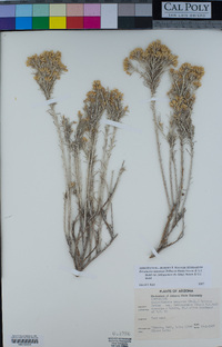 Ericameria nauseosa image