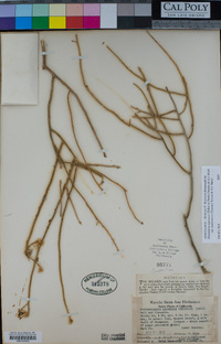 Ericameria nauseosa var. mohavensis image