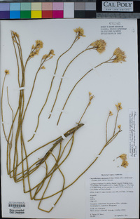 Ericameria nauseosa image