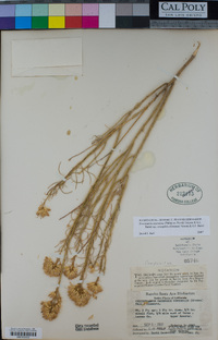 Ericameria nauseosa image