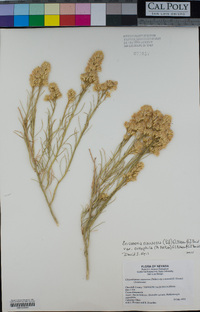 Ericameria nauseosa var. oreophila image