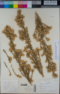 Ericameria pinifolia image