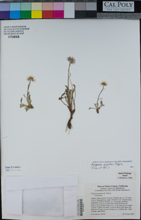 Erigeron algidus image