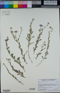 Erigeron breweri image