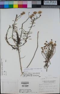 Erigeron blochmaniae image