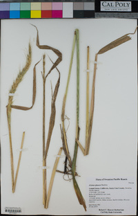 Elymus glaucus image