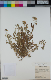 Phacelia platycarpa image