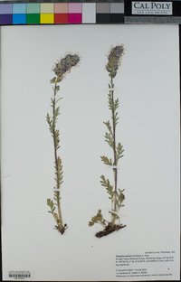 Phacelia sericea image