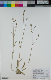 Silene scaposa var. lobata image