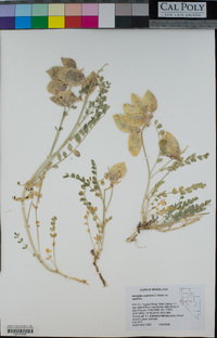 Astragalus oophorus var. oophorus image