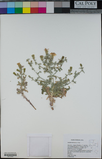 Stephanomeria parryi image