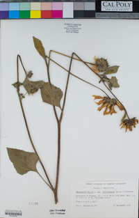 Helianthus annuus image