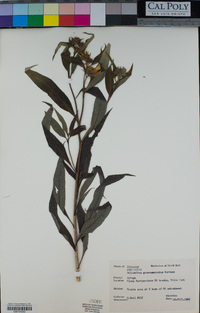 Helianthus grosseserratus image