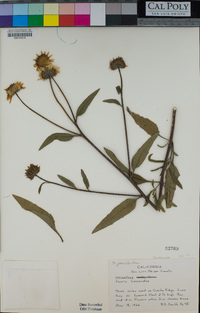 Helianthus gracilentus image