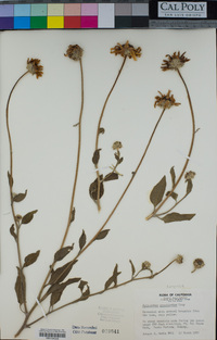 Helianthus gracilentus image