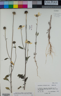 Helianthus petiolaris subsp. fallax image