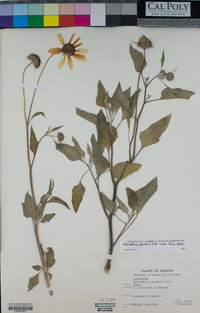 Helianthus petiolaris image