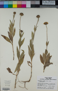 Helianthus pauciflorus image