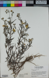 Heliomeris multiflora image