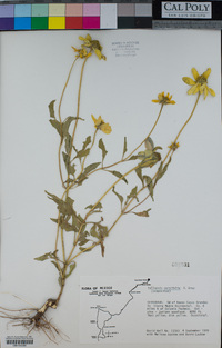 Heliopsis parvifolia image