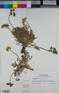 Lomatium caruifolium image